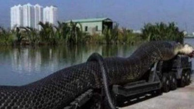 100米长巨型蟒蛇事件真相