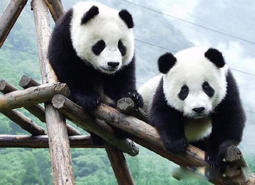 大熊猫喜欢吃什么竹子 食肉动物适应环境改吃竹子