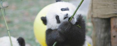 ​大熊猫喜欢吃什么竹子 食肉动物适应环境改吃竹子