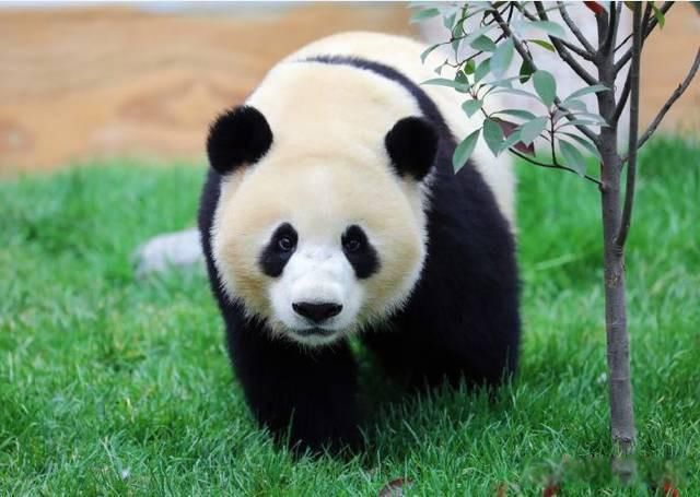大熊猫喜欢吃什么竹子 食肉动物适应环境改吃竹子