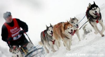 ​雪橇三傻是那三种狗，哈士奇/阿拉斯加/萨摩耶(又傻又可爱)