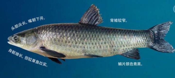 广东鲩鱼和草鱼的区别（常见常养的七种大宗淡水鱼类）