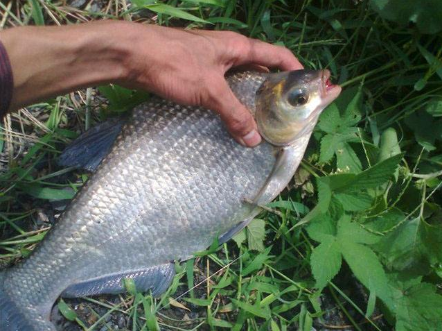 广东鲩鱼和草鱼的区别（常见常养的七种大宗淡水鱼类）