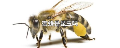 ​蜜蜂是昆虫吗