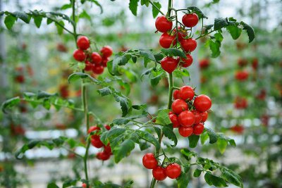 ​番茄种子不催芽直接种可以吗（发芽率高一般不需要进行催芽）