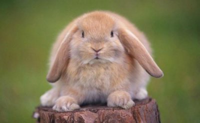 ​迷你垂耳兔的特征-迷你垂耳兔的寿命
