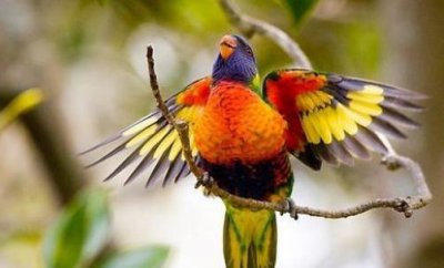 ​彩虹吸蜜鹦鹉的饲养方法 彩虹吸蜜鹦鹉的价格