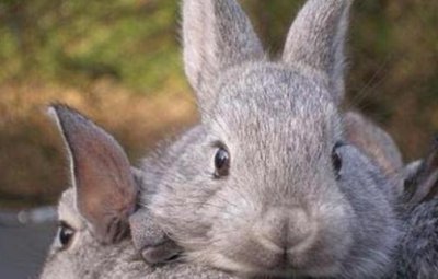 ​金吉拉兔怎么养？金吉拉兔的养殖方法