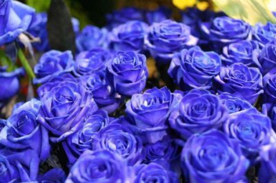 ​世界上最漂亮的三种玫瑰花，蓝色妖姬最受欢迎和追捧！