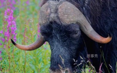 ​世界上皮毛最长的动物 麝牛可抵御寒冷(不是真的牛)