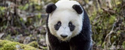 ​关于熊猫的资料大全 有什么熊猫的简介