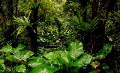 ​热带雨林气候特点，7年级上册地理气候类型以及作用？
