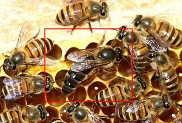 蜜蜂养殖技术蜜蜂分箱,怎样给蜜蜂分家的视频图2