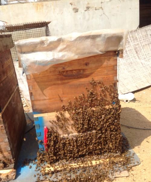 蜜蜂怎么分箱 蜜蜂分箱方法技巧
