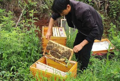 ​蜜蜂养殖技术蜜蜂分箱,怎样给蜜蜂分家的视频