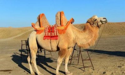 ​骆驼背上的两个峰起什么作用，骆驼的驼峰有什么作用呢？