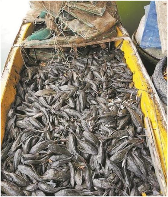 海里渔民捞到不明生物（广西男子河中放生入侵物种）(4)