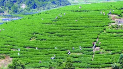 ​台湾高山茶叶底,台湾高山茶属于什么茶