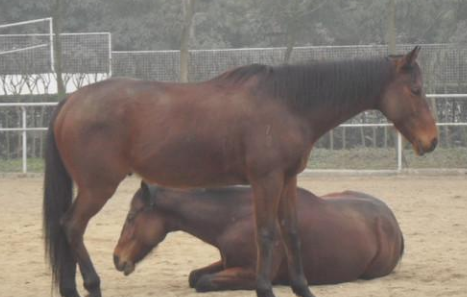 马是怎样睡觉的 ,什么姿势睡觉不打呼噜图3