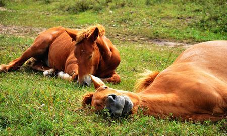 马是怎样睡觉的 ,什么姿势睡觉不打呼噜图4