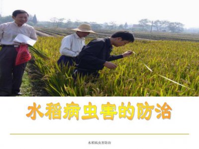 ​水稻病虫害和防治方案（水稻病虫害的基本识别与防治）