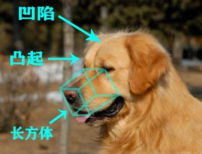 金毛幼犬独有的特点（纯种金毛的6大特征）(2)