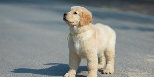 金毛幼犬独有的特点（纯种金毛的6大特征）(3)