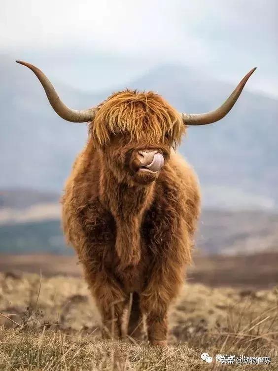 稀有裂蹄牛冰角 来自苏格兰的最佳发型(2)