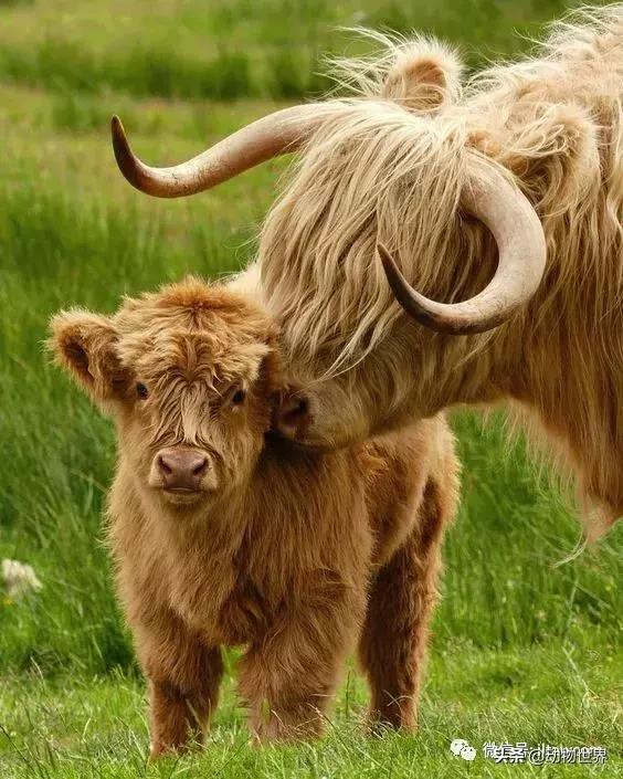 稀有裂蹄牛冰角 来自苏格兰的最佳发型(7)
