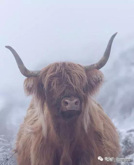 稀有裂蹄牛冰角 来自苏格兰的最佳发型(15)