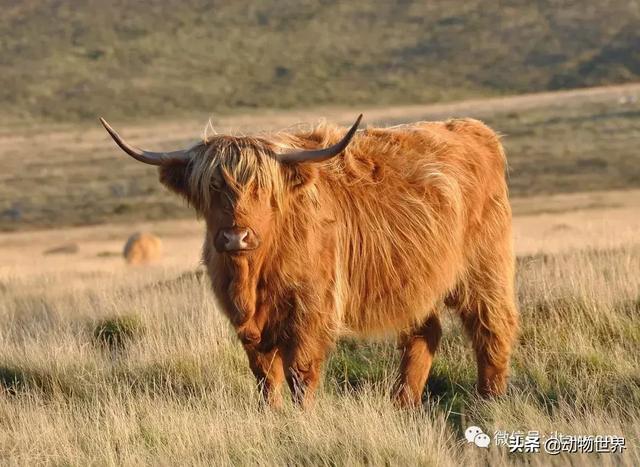 稀有裂蹄牛冰角 来自苏格兰的最佳发型(3)