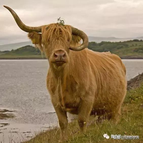 稀有裂蹄牛冰角 来自苏格兰的最佳发型(10)