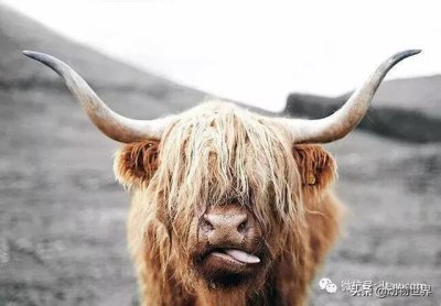 ​稀有裂蹄牛冰角 来自苏格兰的最佳发型