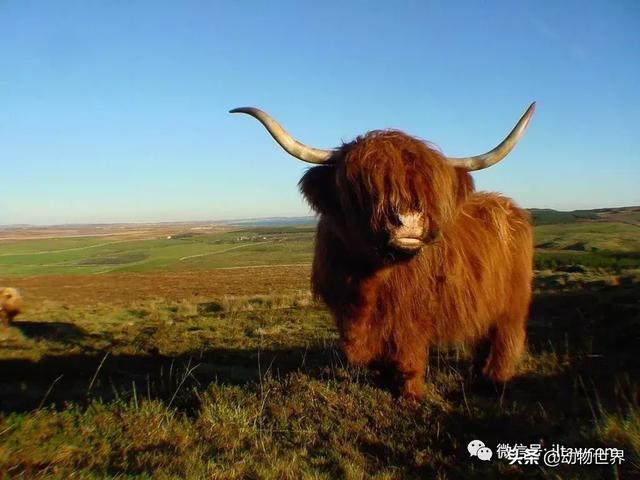稀有裂蹄牛冰角 来自苏格兰的最佳发型(6)