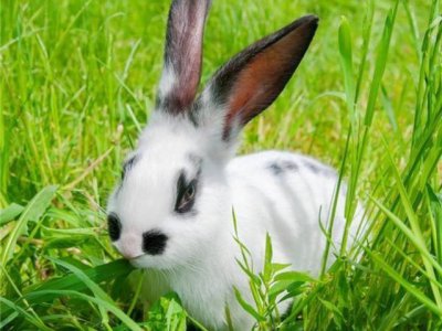 ​如何养殖兔子有哪些注意事项（养殖兔子应该注意些什么）
