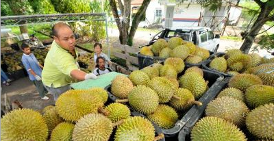 东南亚著名特产,马来西亚特产有哪些特产水果图1