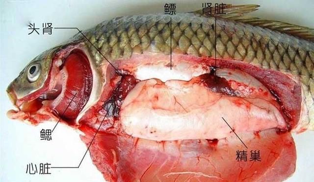 为什么鱼被杀掉后，它的心脏还在动呢