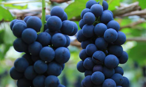 红酒种类介绍,智利最著名的红葡萄酒品种是什么图8