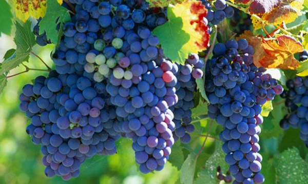 红酒种类介绍,智利最著名的红葡萄酒品种是什么图6