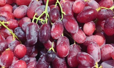 ​红酒种类介绍,智利最著名的红葡萄酒品种是什么