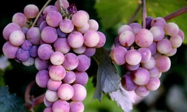 红酒种类介绍,智利最著名的红葡萄酒品种是什么图7