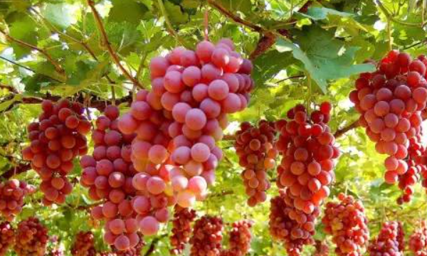 红酒种类介绍,智利最著名的红葡萄酒品种是什么图9