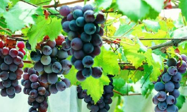 红酒种类介绍,智利最著名的红葡萄酒品种是什么图2