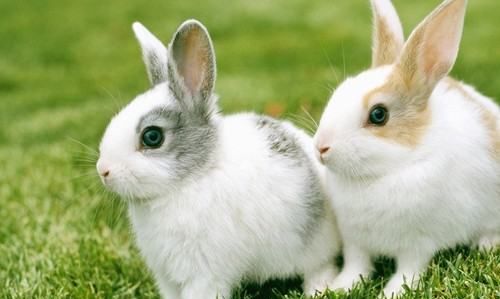 小兔子是用什么辨别味道,小白兔是用什么辨味的图3