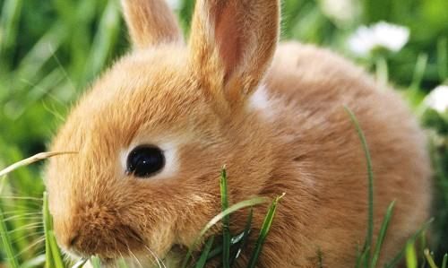 小兔子是用什么辨别味道,小白兔是用什么辨味的图4