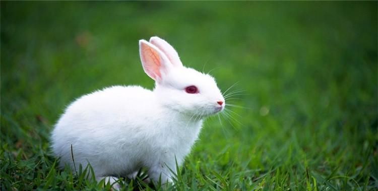 小兔子用什么来辨别味道呢