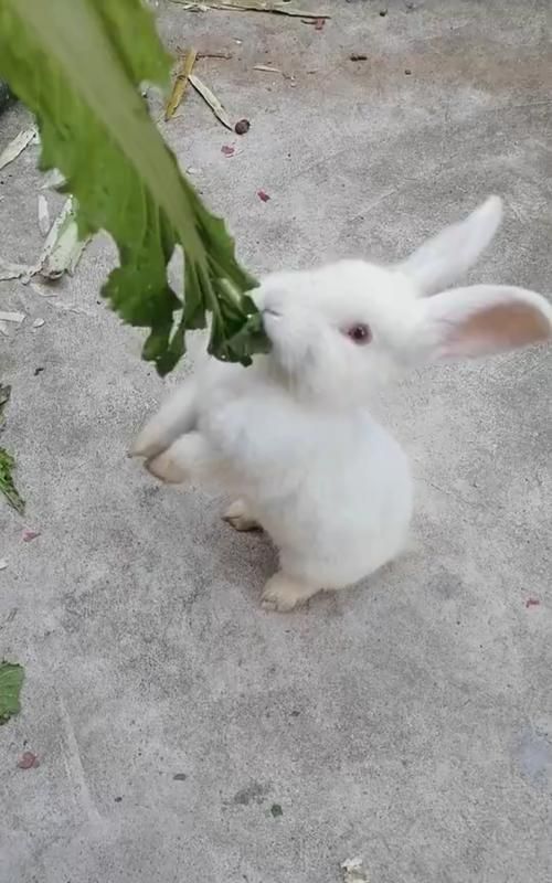 小兔子用什么来辨别味道呢