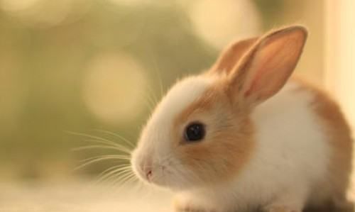 小兔子是用什么辨别味道,小白兔是用什么辨味的图2
