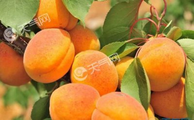 ​黄桃和杏子有什么关系,小确幸是黄桃吗