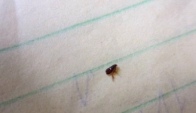 ​床垫上有很小很小的小虫子是什么,床上有很小很小的虫子是什么虫子图片